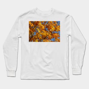 Maple (Acer ), golden yellow autumn leaves hanging from a tree, Germany Long Sleeve T-Shirt